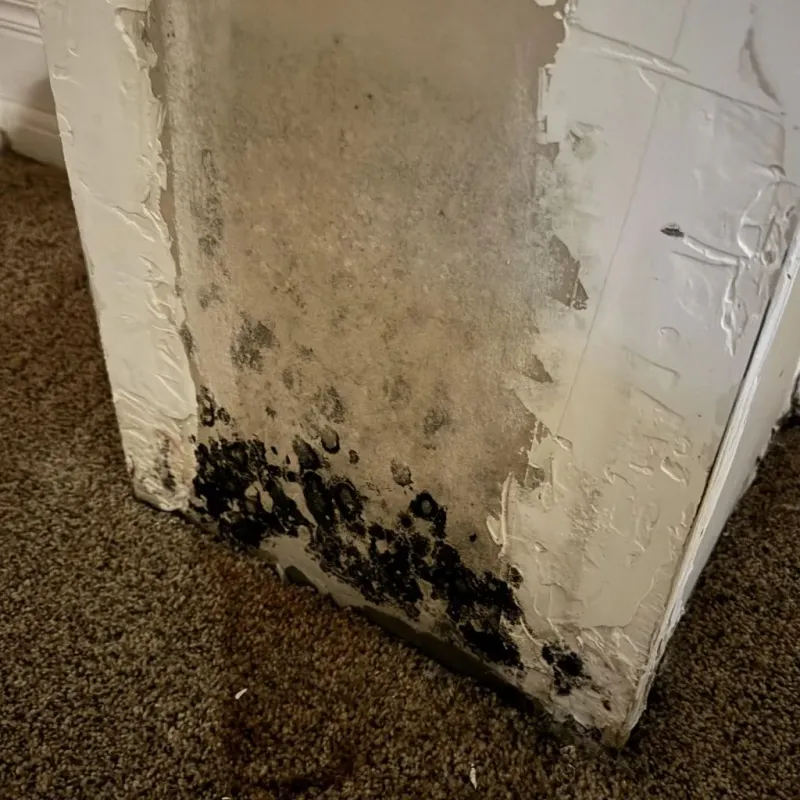 Professional Mold Removal in Anoka County, MN